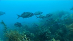 Latridopsis ciliaris