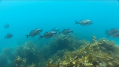 Latridopsis ciliaris