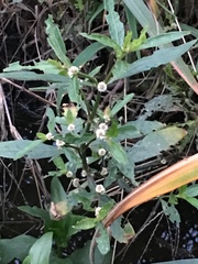 Alternanthera sessilis