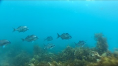 Latridopsis ciliaris