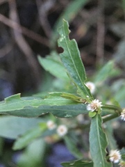 Alternanthera sessilis