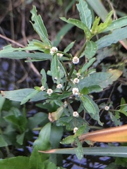 Alternanthera sessilis
