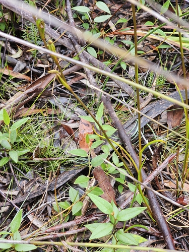 Image of Orthoceras strictum by (c) Rosalie Lawrence, some rights reserved (CC BY)