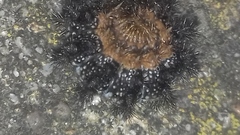 Melitaea phoebe occitanica