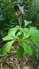 Arisaema limbatum