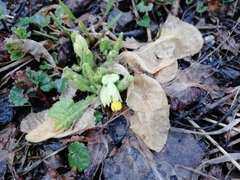 Primula veris macrocalyx