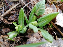 Primula veris macrocalyx