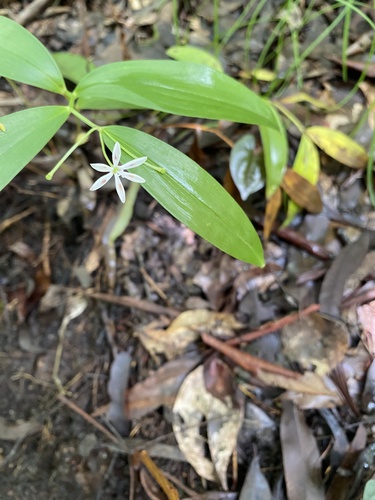 Schelhammera multiflora (Schelhammera multiflora)