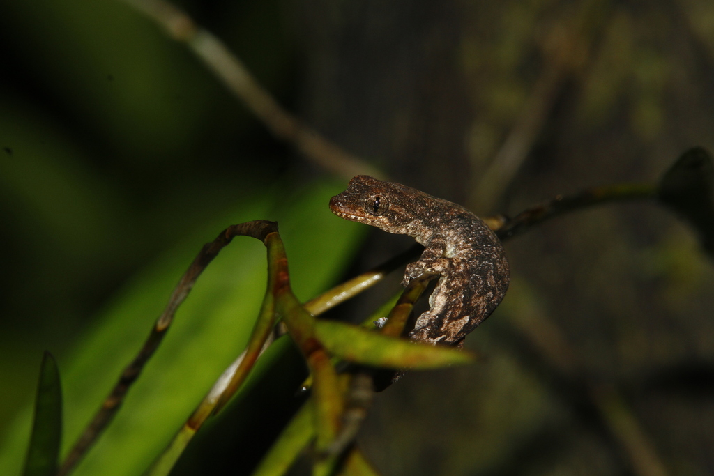 Salawati Scaly-Toed Gecko