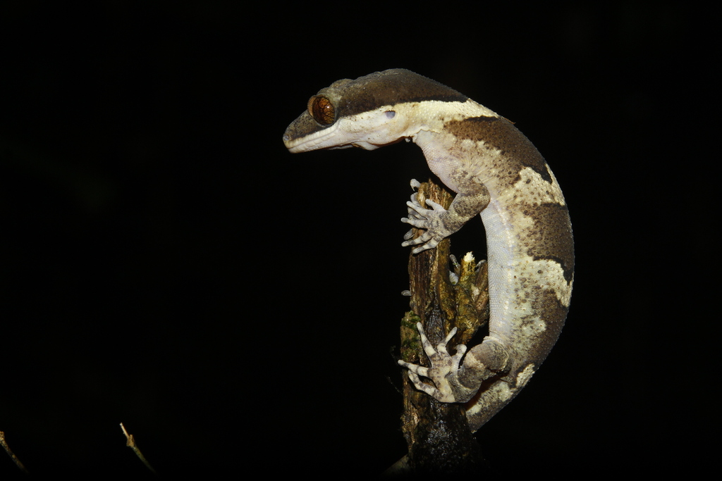 Irian Bow-Fingered Gecko