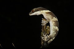 Irian Bow-Fingered Gecko photo 1