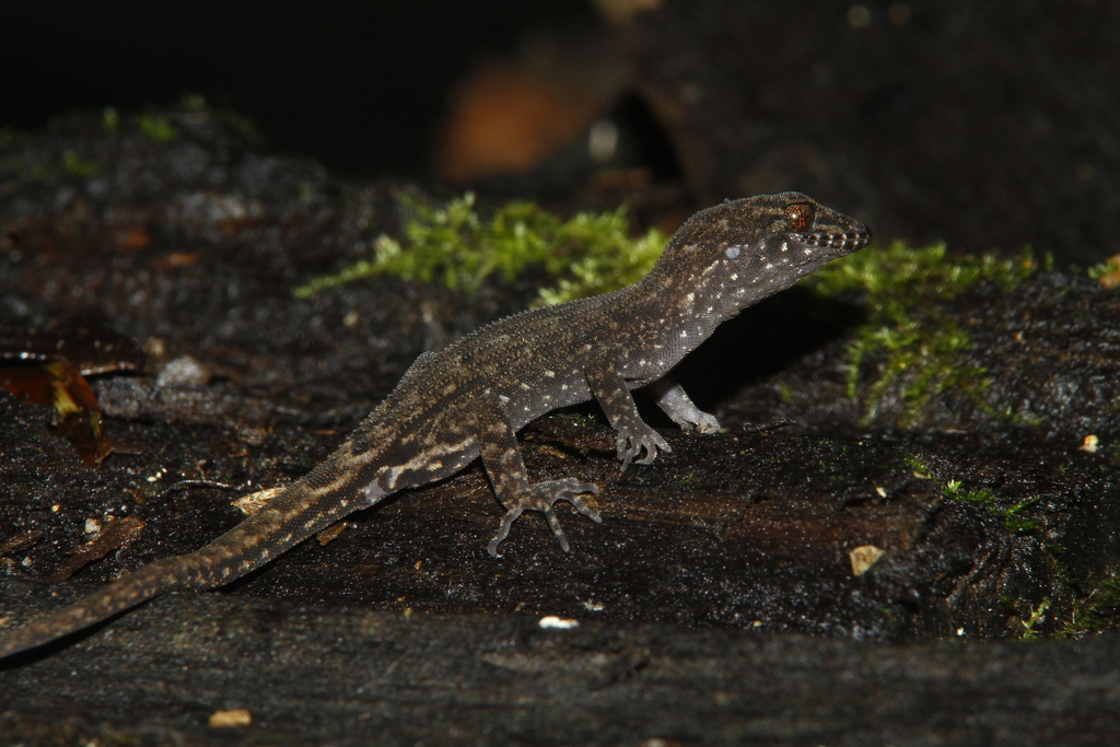 Vogelkop Hook-toed Gecko