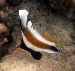 Pennant Bannerfish photo 2