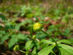Ranunculus cassubicus