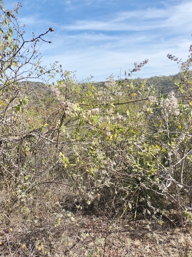 Image of Condea Decipiens (Condea decipiens) by no rights reserved