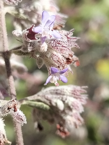 Image of Condea Decipiens (Condea decipiens) by no rights reserved