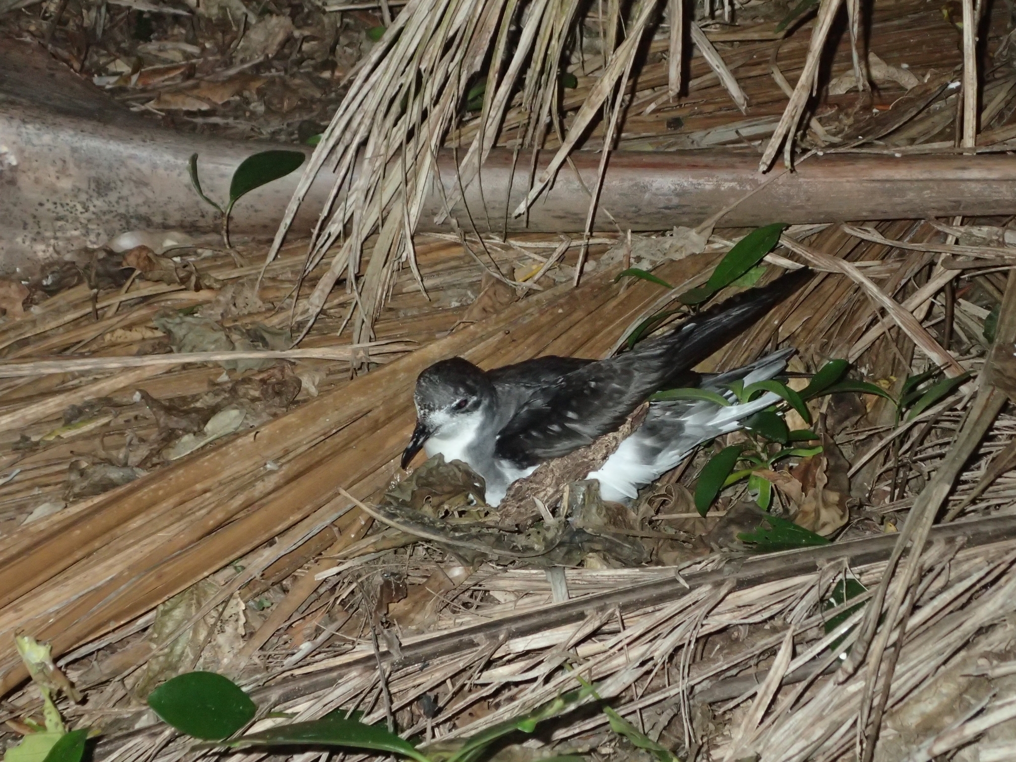 Pycroft's Petrel (Pterodroma pycrofti), photo 2