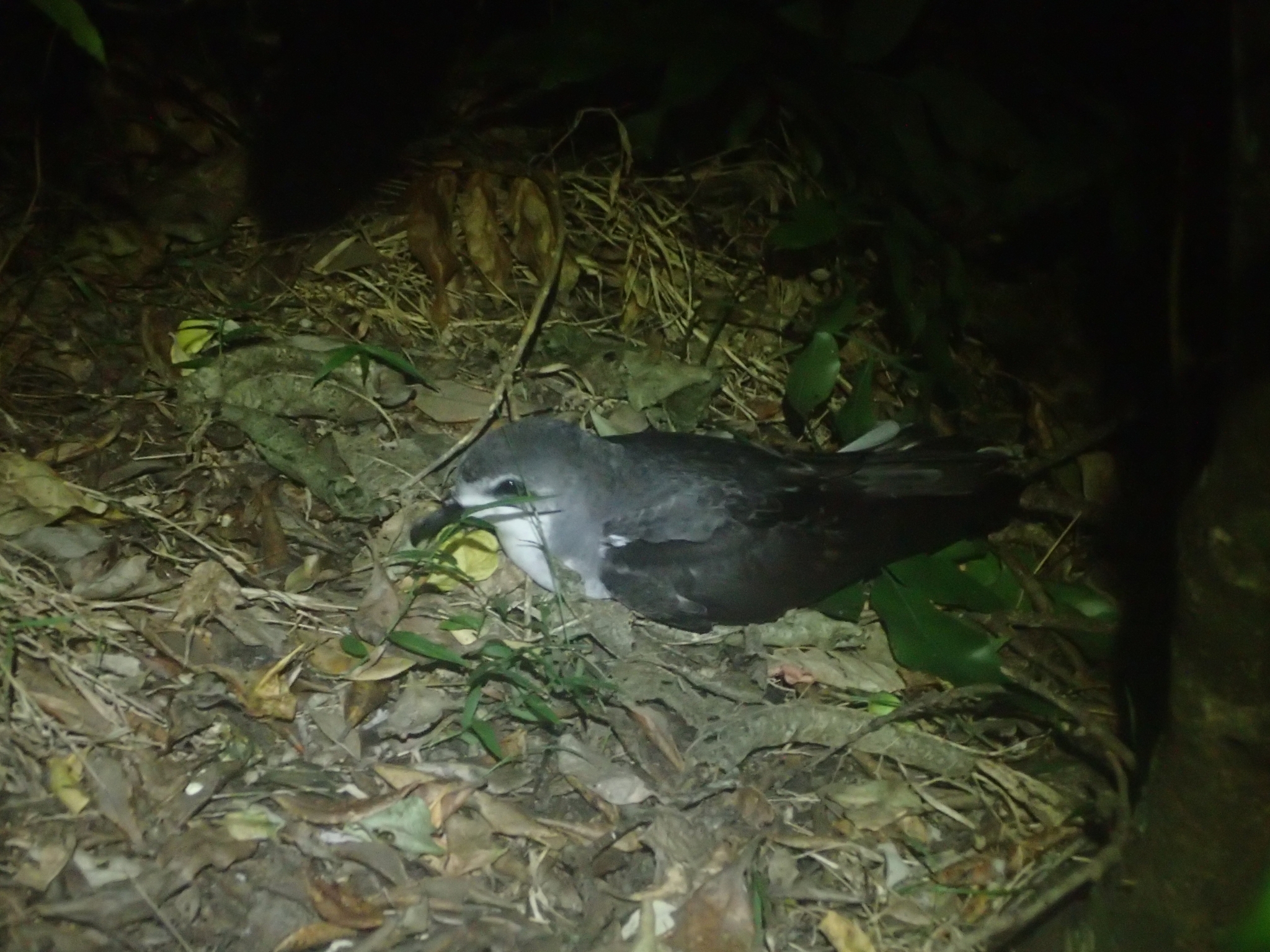 Pycroft's Petrel (Pterodroma pycrofti), photo 3