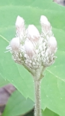 Antennaria plantaginifolia