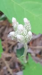 Antennaria plantaginifolia