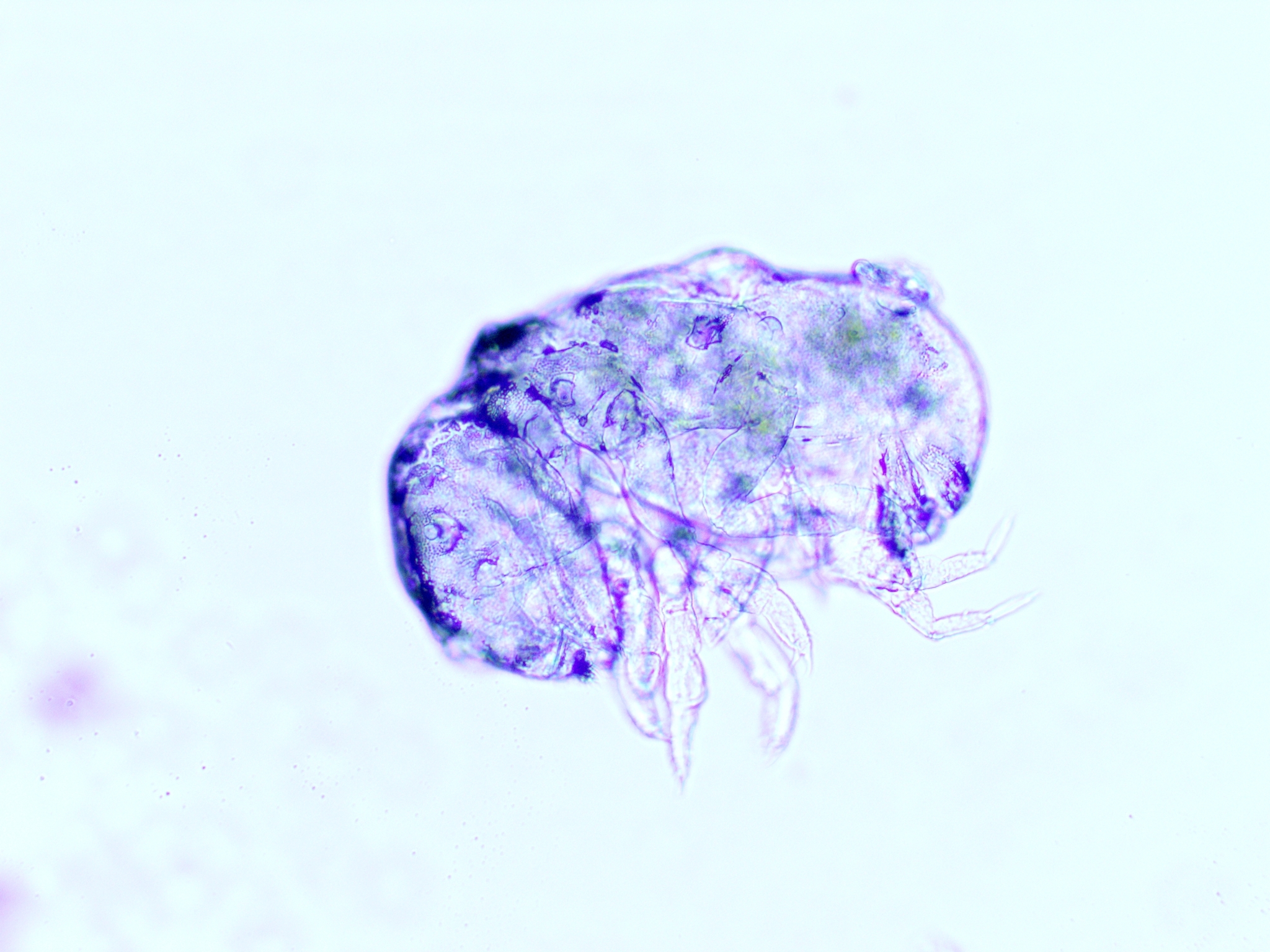 Megalothorax minimus V.Willem, 1900