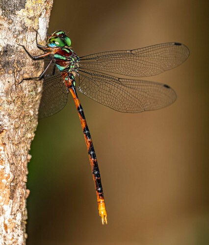 Ochre-tipped darner