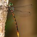 Ochre-tipped Darner - Photo (c) sdoug7405, some rights reserved (CC BY-NC)