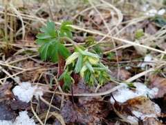 Corydalis bracteata