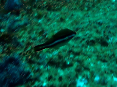 Canthigaster callisterna