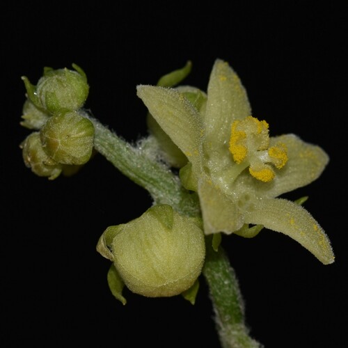 Sechium edule observed 2024-02-19