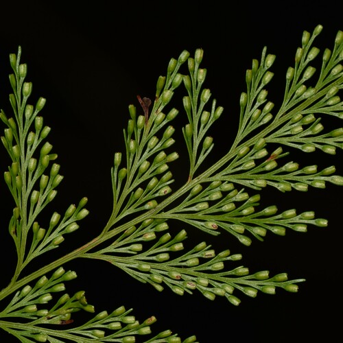 Davallia fejeensis