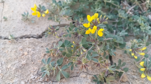 Lotus cytisoides (Lotus cytisoides)