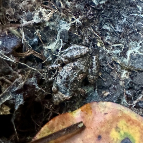 Eleutherodactylus planirostris observed 2024-02-19
