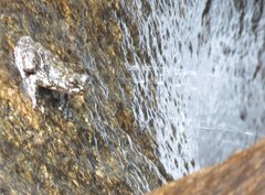 Amolops hongkongensis