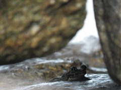 Amolops hongkongensis