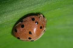 Solanophila paykullii