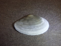 Macomona deltoidalis