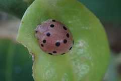 Solanophila paykullii