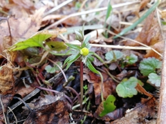 Ranunculus monophyllus