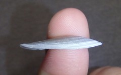 Macomona deltoidalis