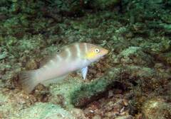 Batu Coris photo 3