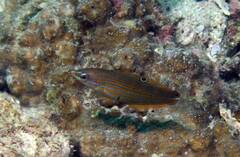 Pink-Snouted Wrasse photo 2
