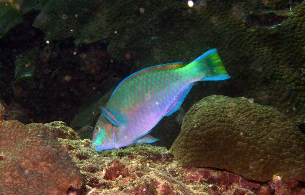Quoy's parrotfish (Scarus quoyi) — Scaridae