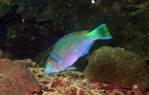 Greenblotch Parrotfish — seen at this dive site