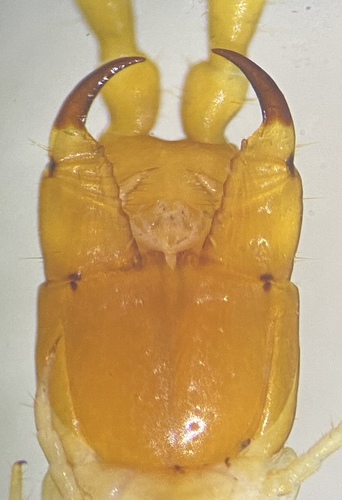 Boreal Yellow-headed Soil Centipede, Golden Gate Park, San Francisco, CA, USA, photo 5 of 10