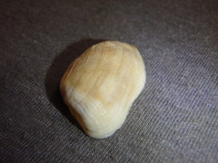 Barbatia pistachia