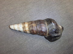 Pyrazus ebeninus