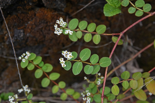 Euphorbia fosbergii observed 2023-08-04