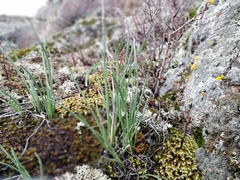 Allium rubens