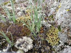 Allium rubens